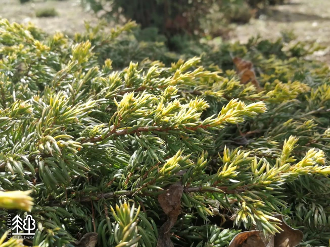 Juniperus communis   'Goldschatz'